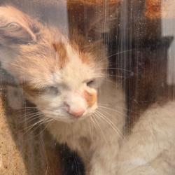 Shelter Stray Female Cat last seen , Animal Care & Control Team of Philly, 111 W Hunting Park Ave, Philadelphia, PA 19140, USA
