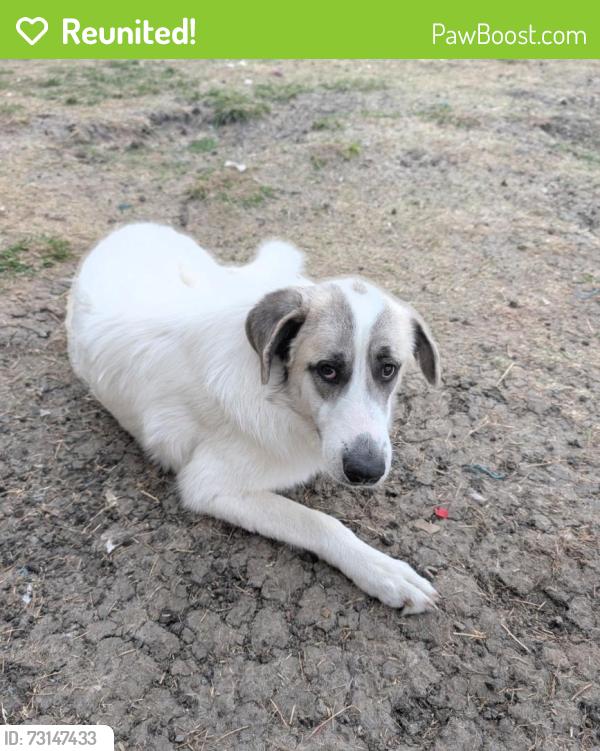 Reunited Female Dog last seen Near Gina Ln, Alvarado, TX 76009, USA, Alvarado, TX 76009