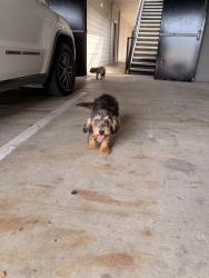 Found/Stray Unknown Dog last seen The Abbey At Grande Oaks, San Antonio, TX 78240
