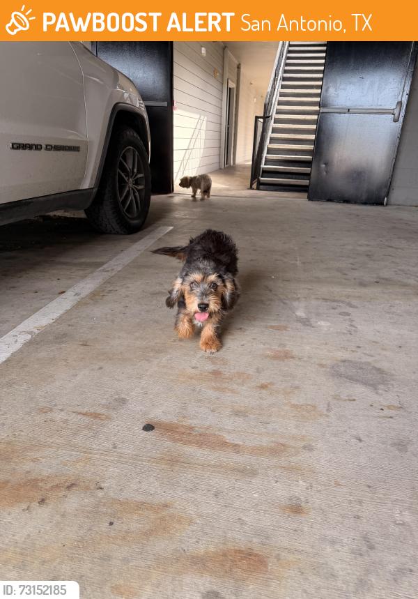 Found/Stray Unknown Dog last seen The Abbey At Grande Oaks, San Antonio, TX 78240