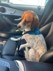 Reunited Male Dog last seen Tunney Avenue in between Friar St and Calvert St, Los Angeles, CA 91335
