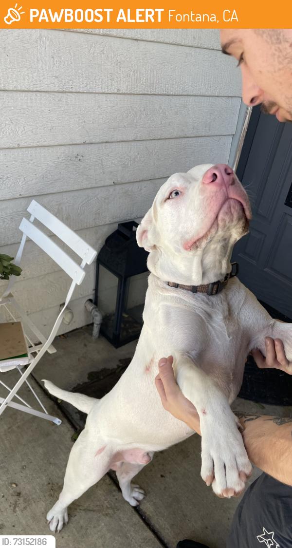 Found/Stray Male Dog last seen Mango & micalleff, Fontana, CA 92336