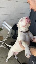 Found/Stray Male Dog last seen Mango & micalleff, Fontana, CA 92336