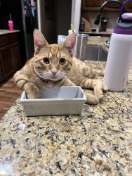 Lost Male Cat last seen Near sable ln Arkansas 4798415566, Bella Vista, AR 72715
