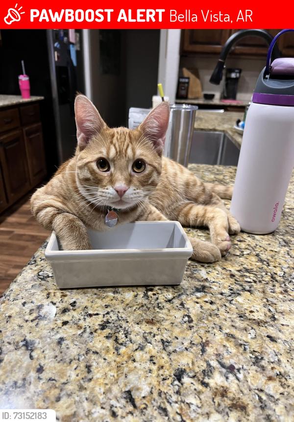 Lost Male Cat last seen Near sable ln Arkansas 4798415566, Bella Vista, AR 72715