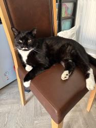 Lost Male Cat last seen Imperial retail park, Bristol City, England BS13 7DW