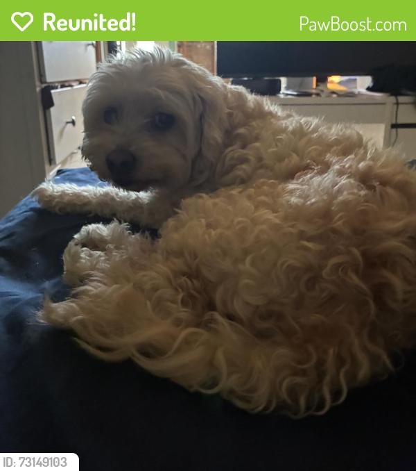 Reunited Male Dog last seen 97th, Kirkland, WA 98052