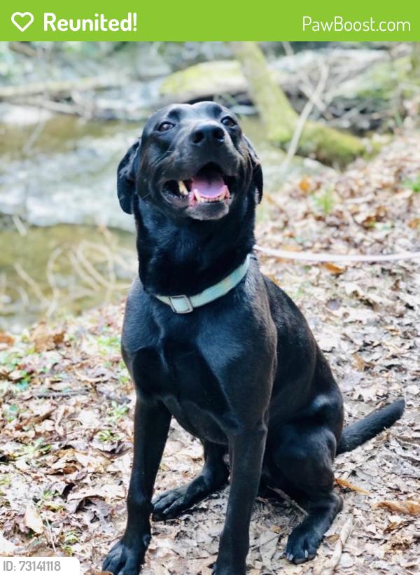 Reunited Male Dog last seen 17th Street Cleveland Tn, Cleveland, TN 37311