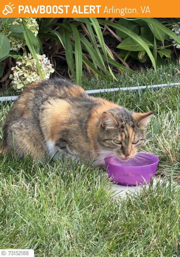 Found/Stray Unknown Cat last seen Pershing Drive, Arlington, VA 22201