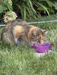 Found/Stray Unknown Cat last seen Pershing Drive, Arlington, VA 22201