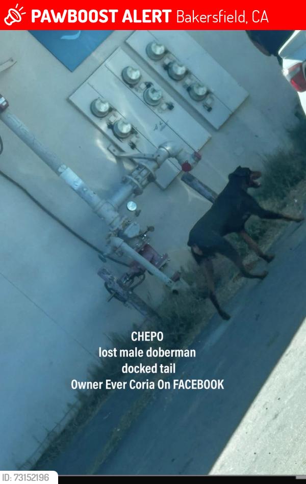 Lost Male Dog last seen 21st st, Bakersfield, CA 93301