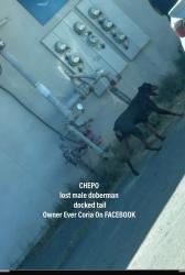 Lost Male Dog last seen 21st st, Bakersfield, CA 93301