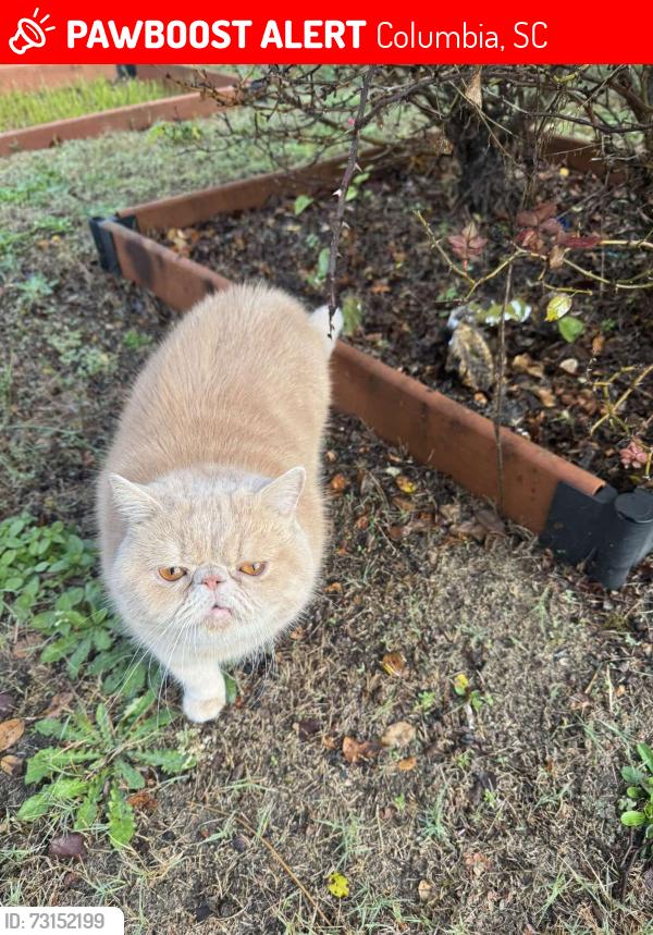 Lost Male Cat last seen Brookhaven, Columbia, SC 29229
