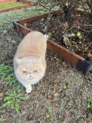 Lost Male Cat last seen Brookhaven, Columbia, SC 29229