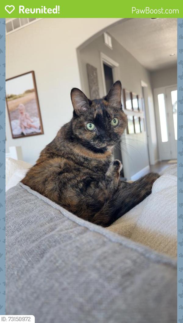 Reunited Female Cat last seen Hillspire and Moonglow, Windsor, CO 80550