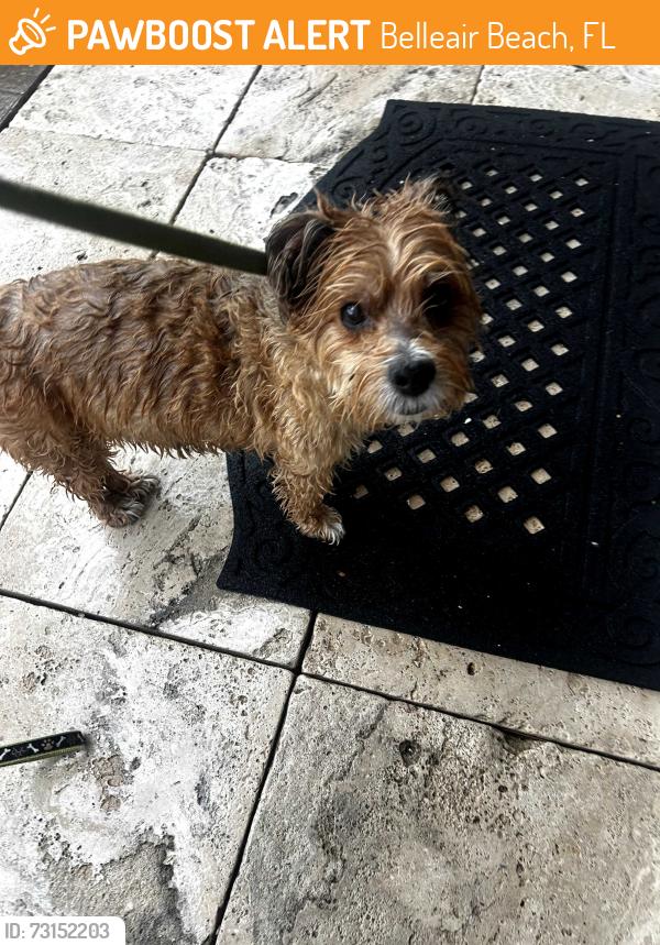 Found/Stray Male Dog last seen Harbor Drive Bellair Beach, Florida, Belleair Beach, FL 33786