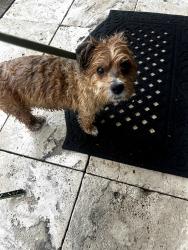Found/Stray Male Dog last seen Harbor Drive Bellair Beach, Florida, Belleair Beach, FL 33786