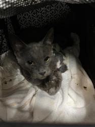 Shelter Stray Female Cat last seen Bexar County, 3353 Morningside Dr, New Braunfels, TX 78132, USA