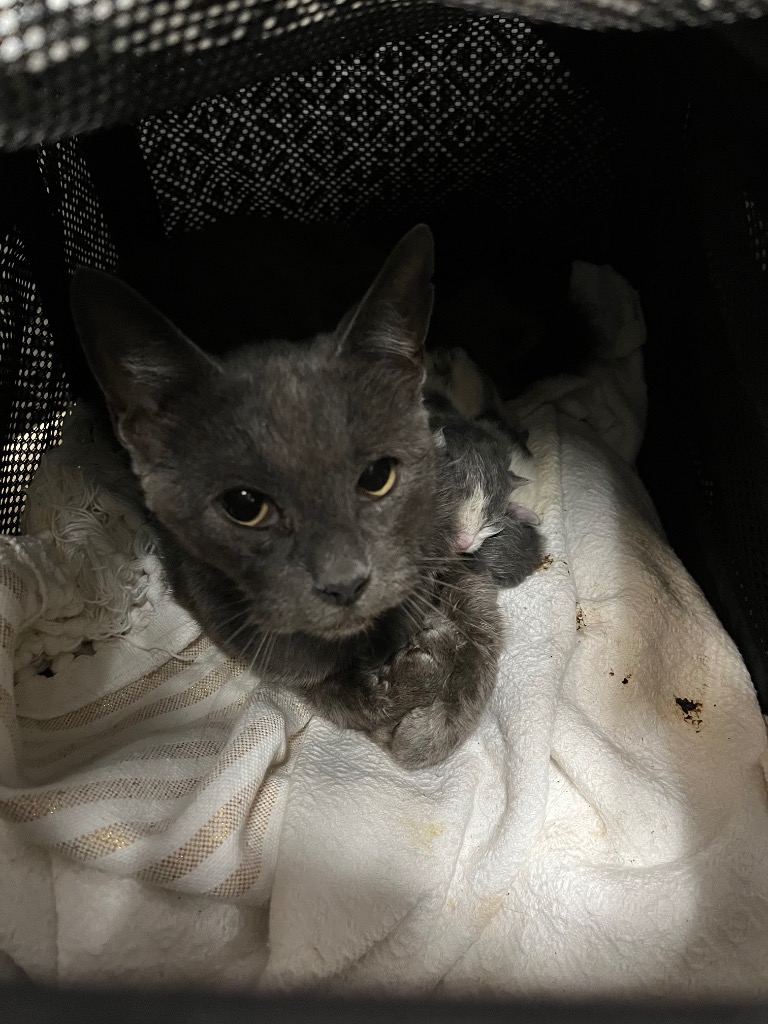 Shelter Stray Female Cat last seen Bexar County, 3353 Morningside Dr, New Braunfels, TX 78132, USA