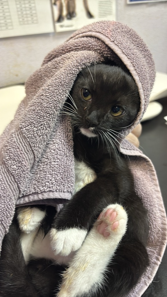 Shelter Stray Male Cat last seen Bexar County, 3353 Morningside Dr, New Braunfels, TX 78132, USA