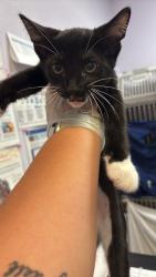 Shelter Stray Male Cat last seen Bexar County, 3353 Morningside Dr, New Braunfels, TX 78132, USA