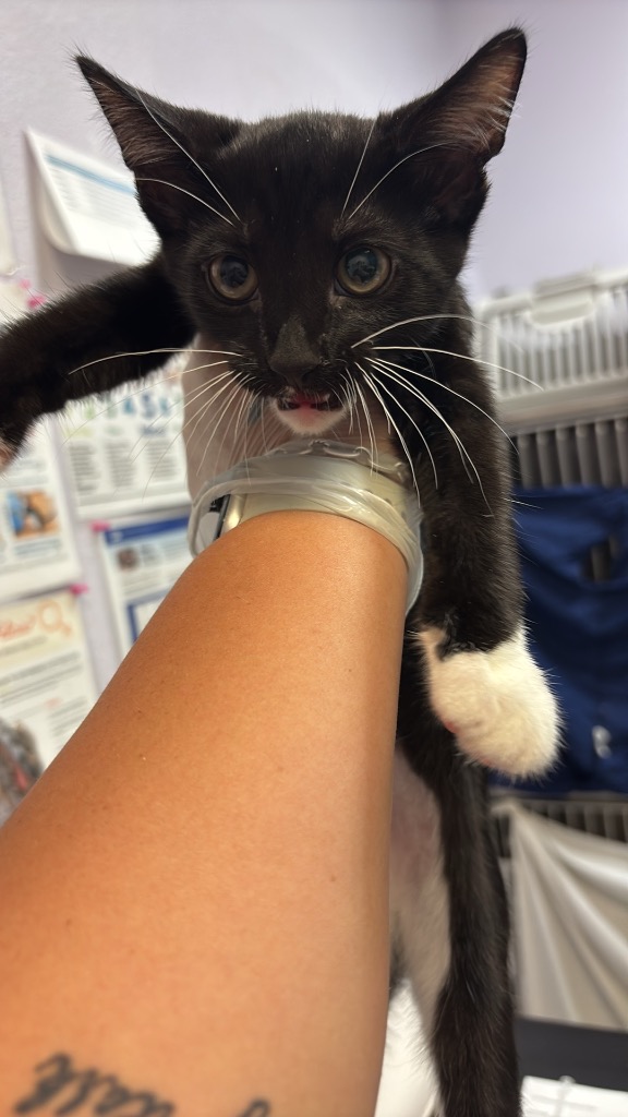 Shelter Stray Male Cat last seen Bexar County, 3353 Morningside Dr, New Braunfels, TX 78132, USA