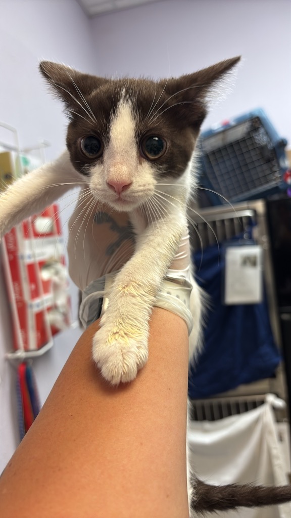 Shelter Stray Female Cat last seen Bexar County, 3353 Morningside Dr, New Braunfels, TX 78132, USA