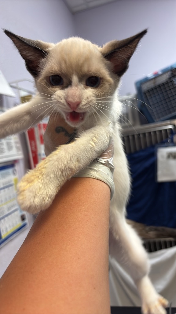 Shelter Stray Male Cat last seen Bexar County, 3353 Morningside Dr, New Braunfels, TX 78132, USA