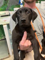 Shelter Stray Female Dog last seen Bexar County, 3353 Morningside Dr, New Braunfels, TX 78132, USA
