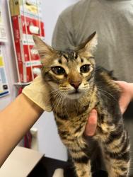Shelter Stray Male Cat last seen Bexar County, 3353 Morningside Dr, New Braunfels, TX 78132, USA