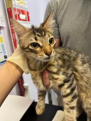 Shelter Stray Female Cat last seen Bexar County, 3353 Morningside Dr, New Braunfels, TX 78132, USA