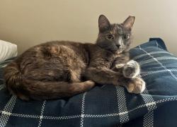 Reunited Female Cat last seen east scarborough road, Cleveland Heights, OH 44118