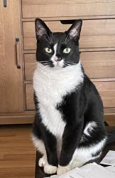 Lost Male Cat last seen Hwy. 14 and Cockrell Road, Greer, SC 29651