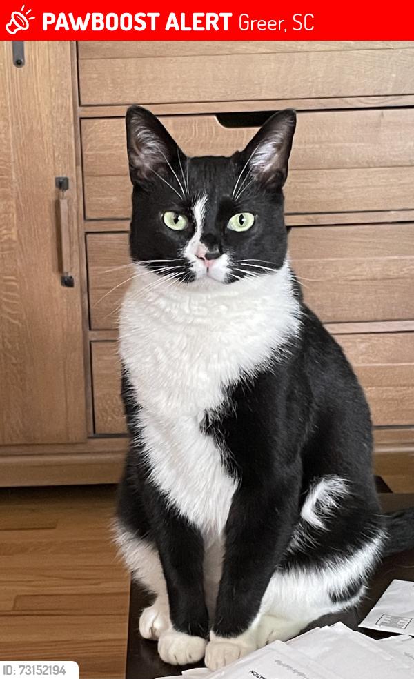 Lost Male Cat last seen Hwy. 14 and Cockrell Road, Greer, SC 29651