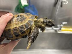 Found/Stray Male Reptile last seen Heckrodt Wetland Reserve, Menasha, WI 54956