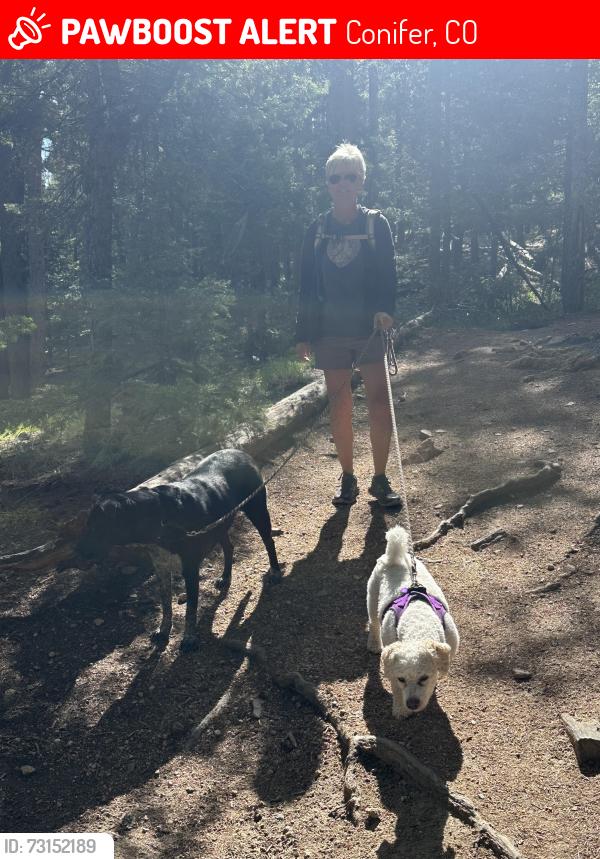 Lost Male Dog last seen Near pm Little Turtle & Cochise 11pm Foxton Rd, N side at Newton Park Juvenile Picnic area, Conifer, CO 80433