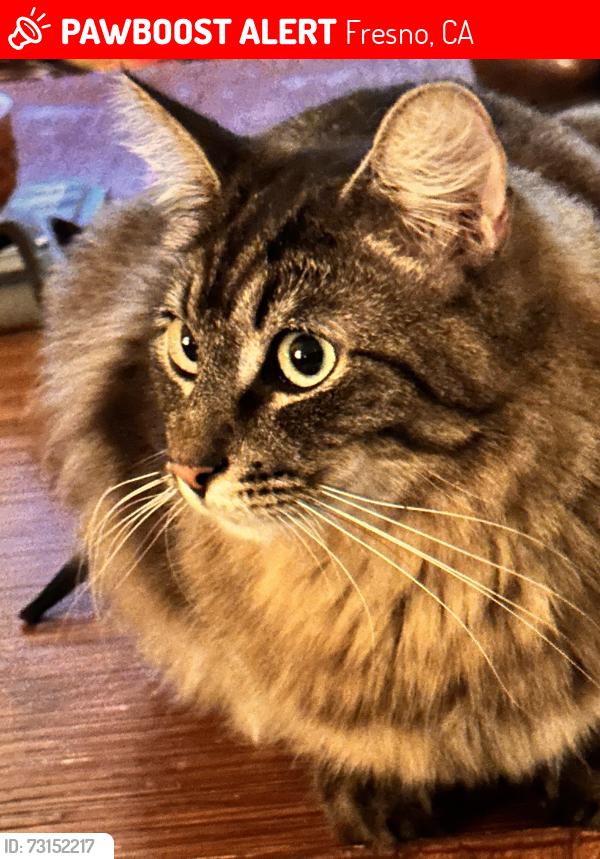 Lost Male Cat last seen Rushmore & Ridgecrest, Fresno, CA 93730