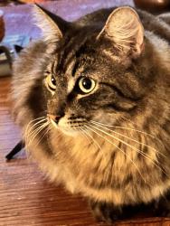 Lost Male Cat last seen Rushmore & Ridgecrest, Fresno, CA 93730