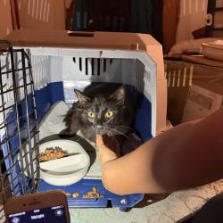 Found/Stray Male Cat last seen N226PP, Noel Park, England N22 6PP