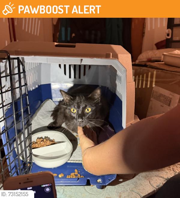 Found/Stray Male Cat last seen N226PP, Noel Park, England N22 6PP