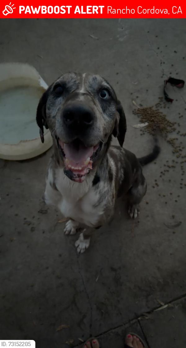 Lost Male Dog last seen Kiefer landfill, Rancho Cordova, CA 95670
