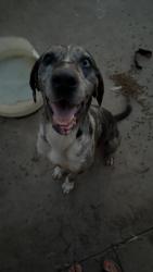 Lost Male Dog last seen Kiefer landfill, Rancho Cordova, CA 95670