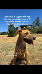 Reunited Male Dog last seen Pape field and Autzen stadium, Eugene, OR 97401