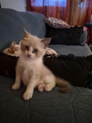Lost Female Cat last seen Central and San Pedro, Albuquerque, NM 87108
