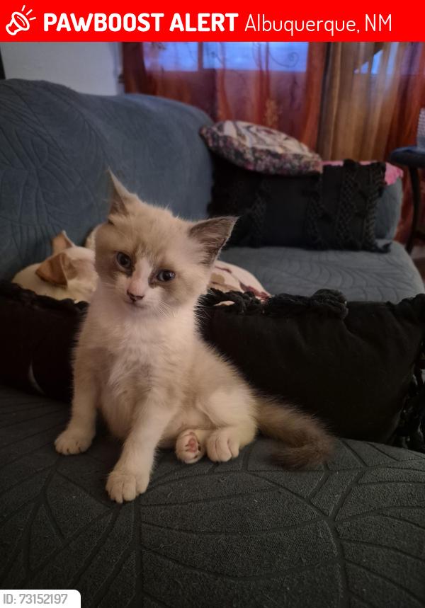 Lost Female Cat last seen Central and San Pedro, Albuquerque, NM 87108