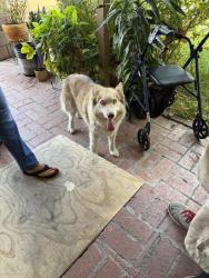 Found/Stray Female Dog last seen Eureka, San Bernardino, CA 92404