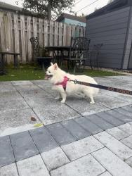 Reunited Female Dog last seen 14th and N Palmway, Lake Worth Beach, FL 33460
