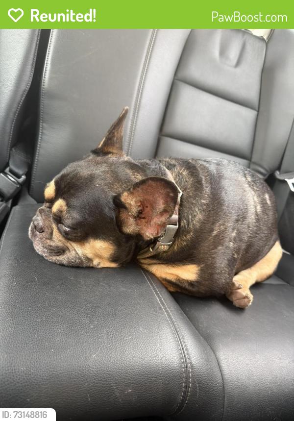 Reunited Male Dog last seen On Phelps road a little off 40 hwy, Independence, MO 64055