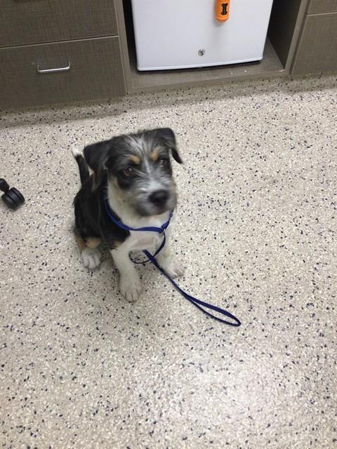 Shelter Stray Male Dog last seen Near BLOCK W THORNTON PKWY #75, 12155 Park Blvd, Brighton, CO 80601, USA