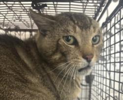 Shelter Stray Male Cat last seen , 957 N Gaffey St, San Pedro, CA 90731, USA